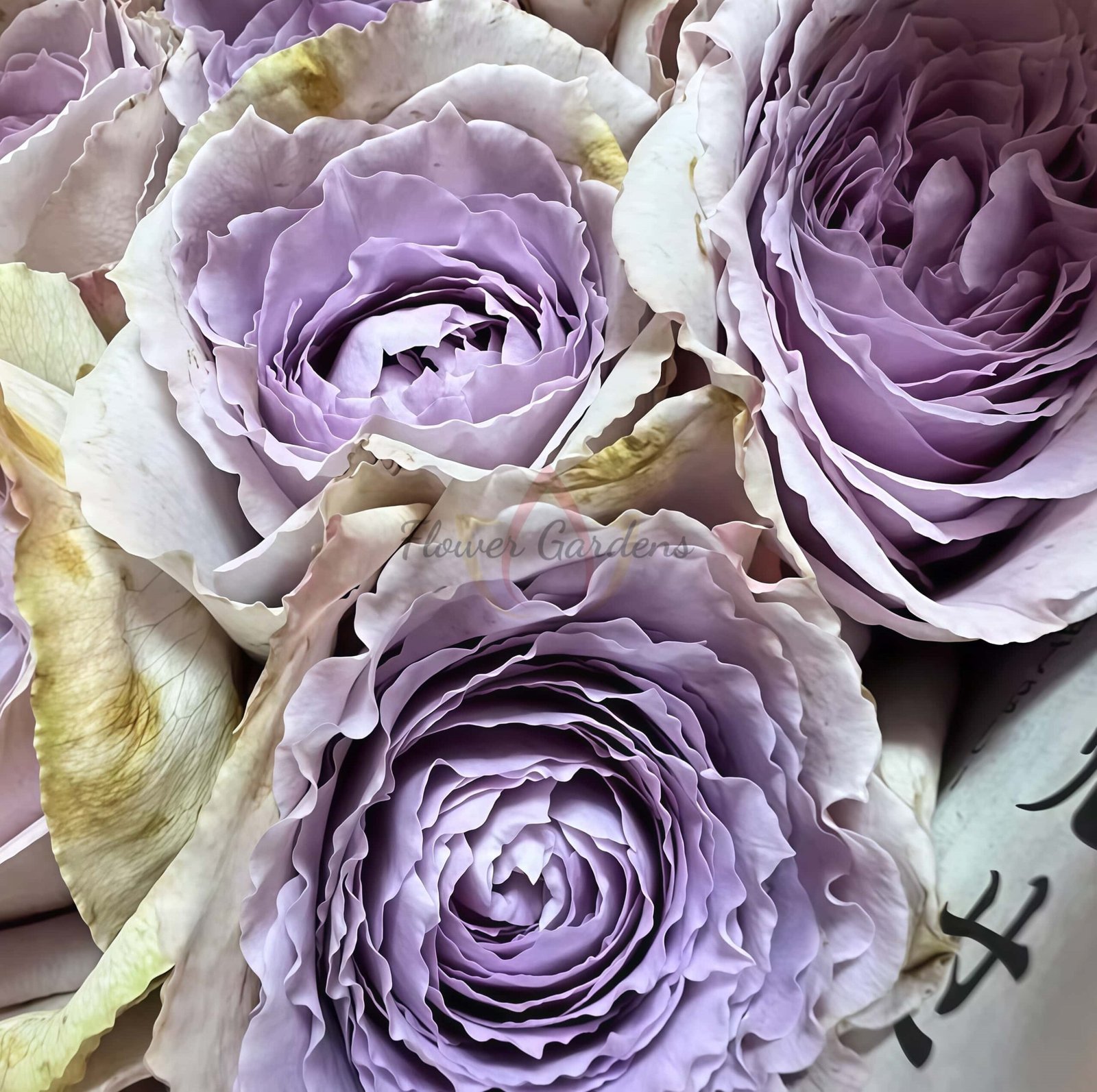 Mauve Rose丨Flower Gardens
