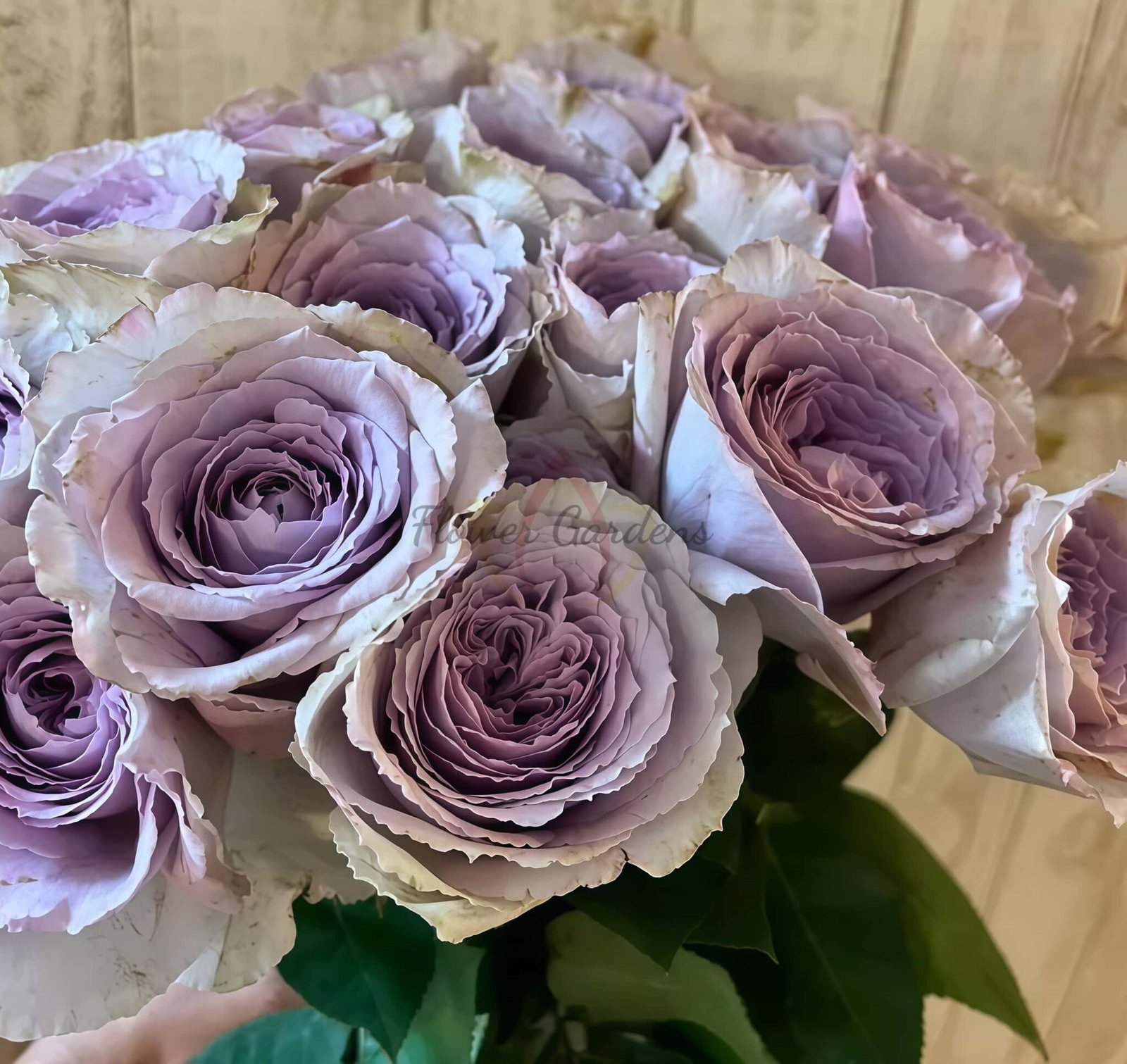 Mauve Rose Plant|淡紫