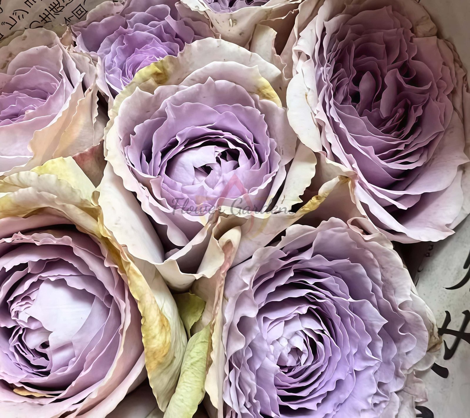 Mauve Rose丨Flower Gardens