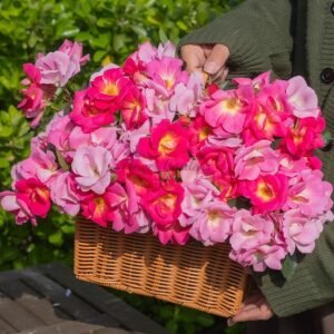 Meng Fan Xing Rose丨Flower Gardens