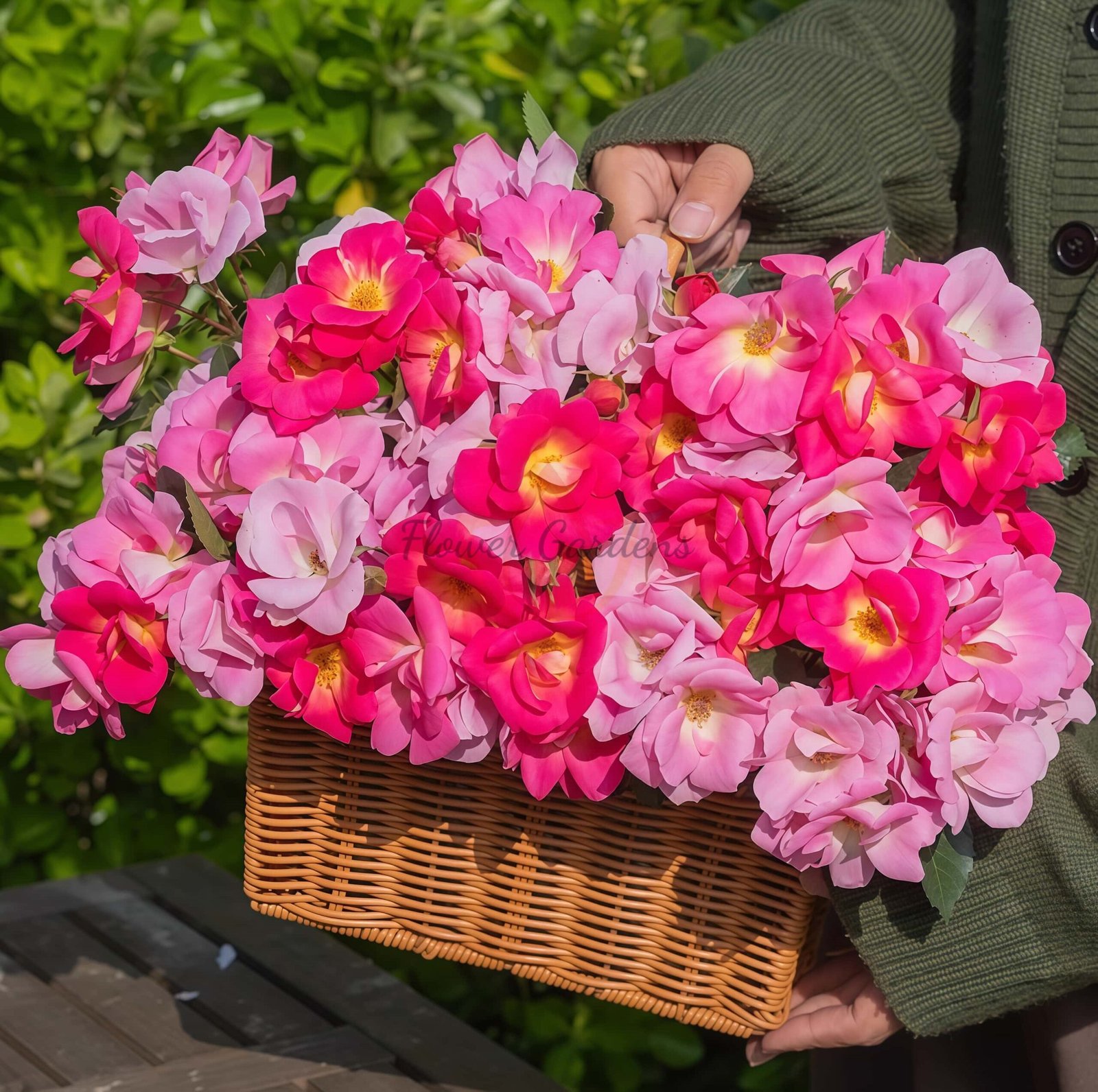 Meng Fan Xing Rose丨Flower Gardens