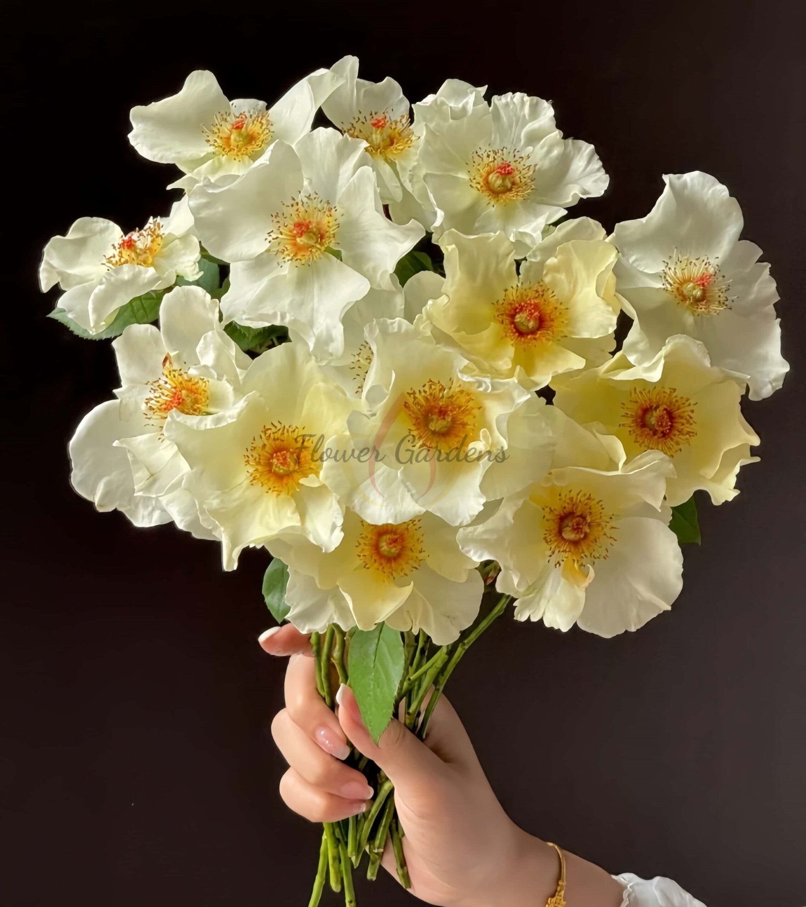 Mentor Rose丨Flower Gardens