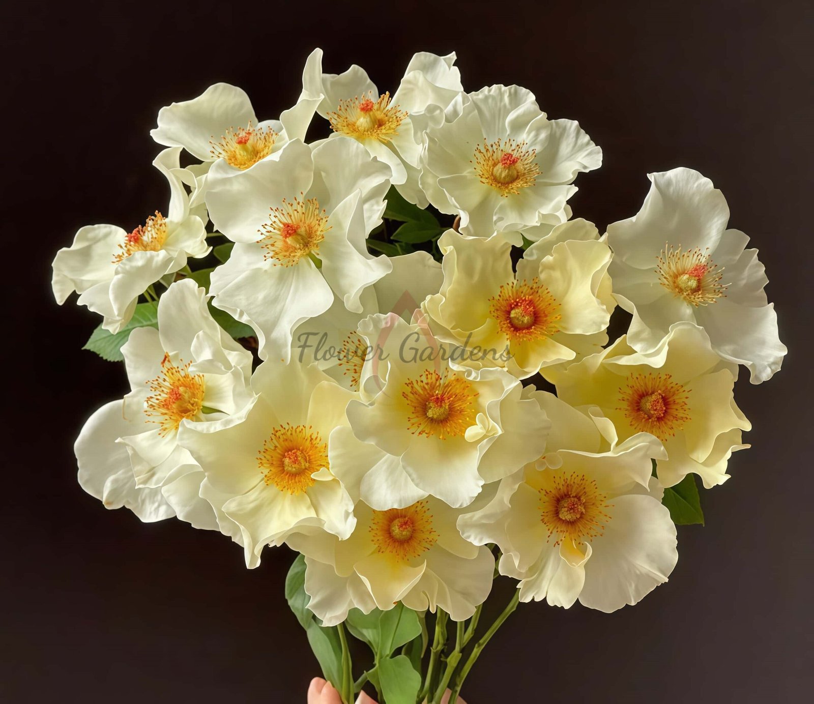 Mentor Rose丨Flower Gardens