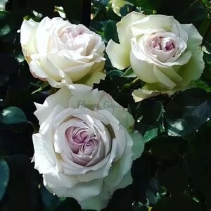 Milady de Winter Rose丨Flower Gardens