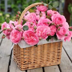 Miyu Rose丨Flower Gardens