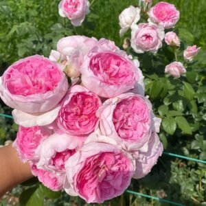 Mon Coeur Rose丨Flower Gardens