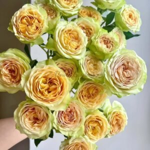 Niuyouguo Rose丨Flower Gardens