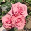 Ocean Breeze Rose plant丨Flower Gardens