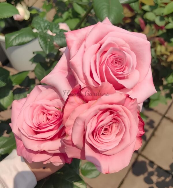 Ocean Breeze Rose plant丨Flower Gardens
