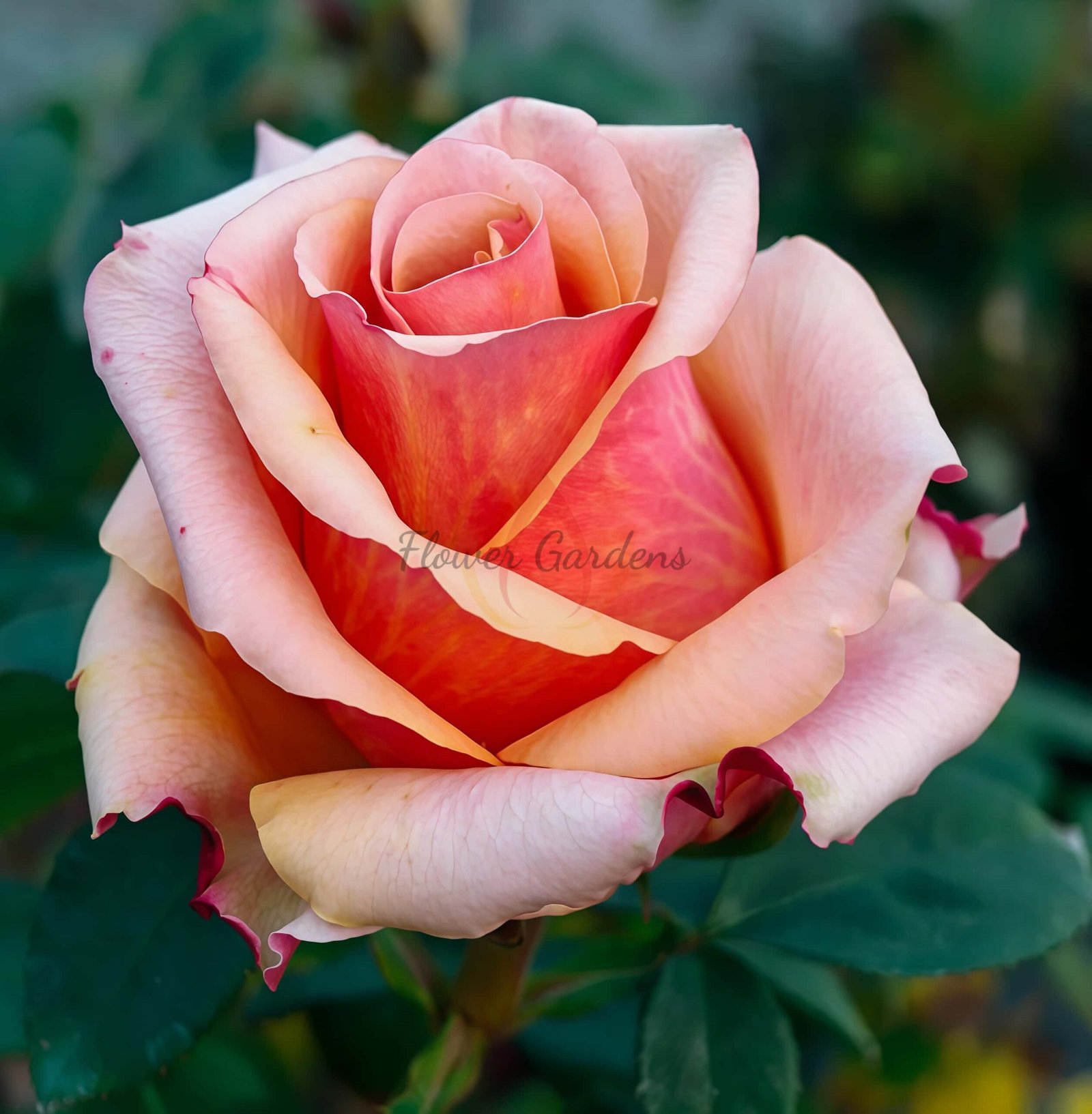 Old Timer Rose丨Flower Gardens