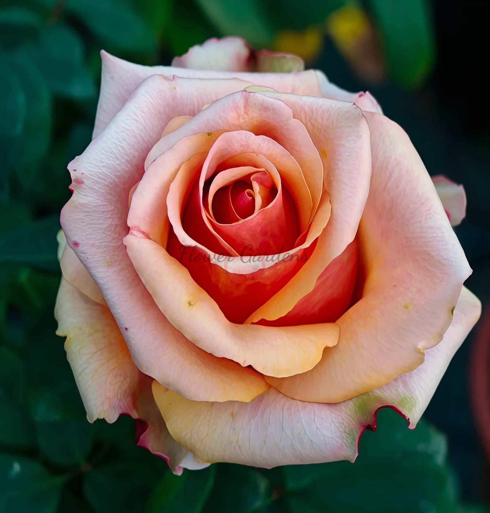 Old Timer Rose plant丨Flower Gardens