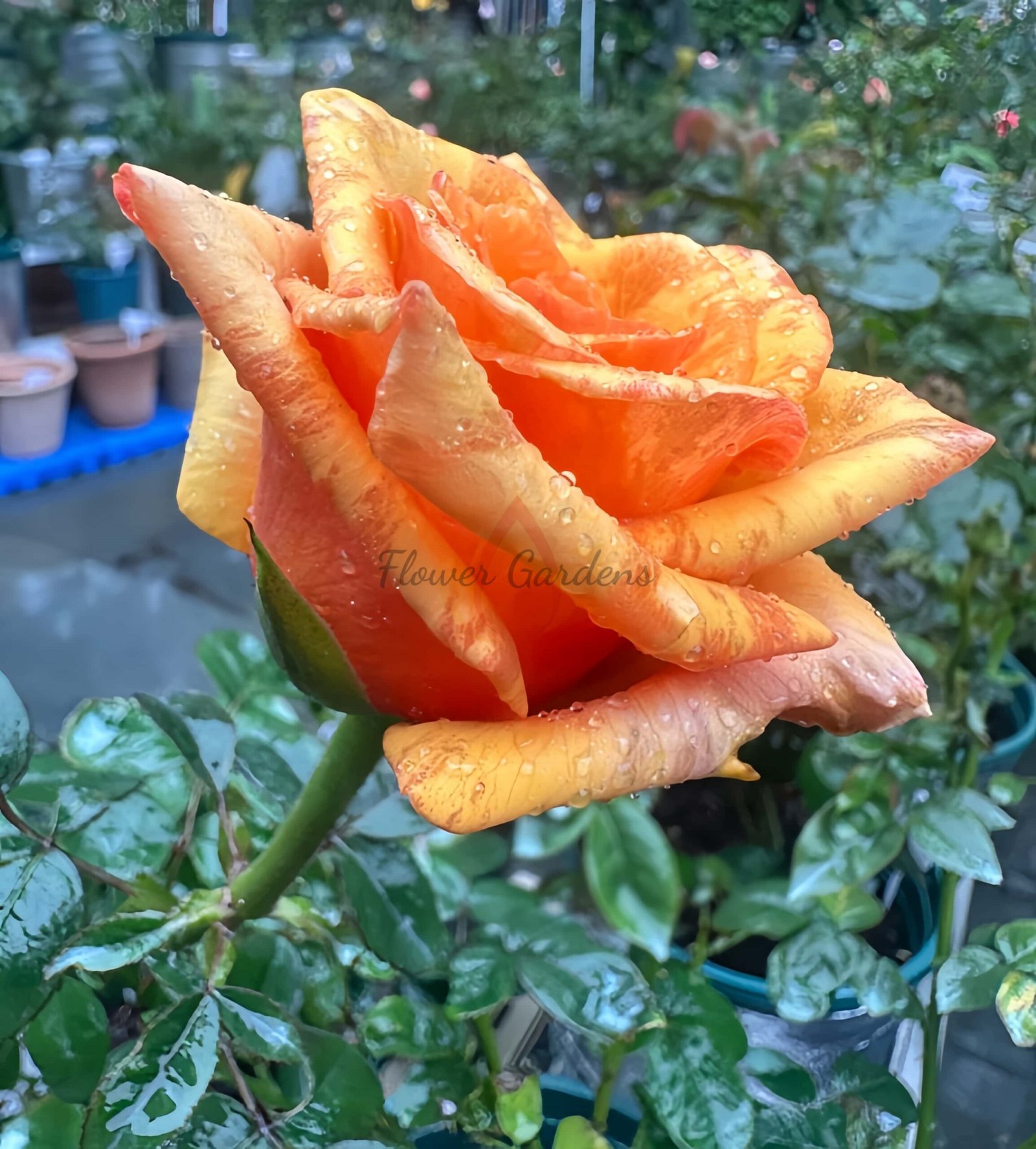 Old Timer Rose丨Flower Gardens