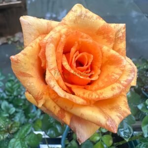 Old Timer Rose for sale丨Flower Gardens