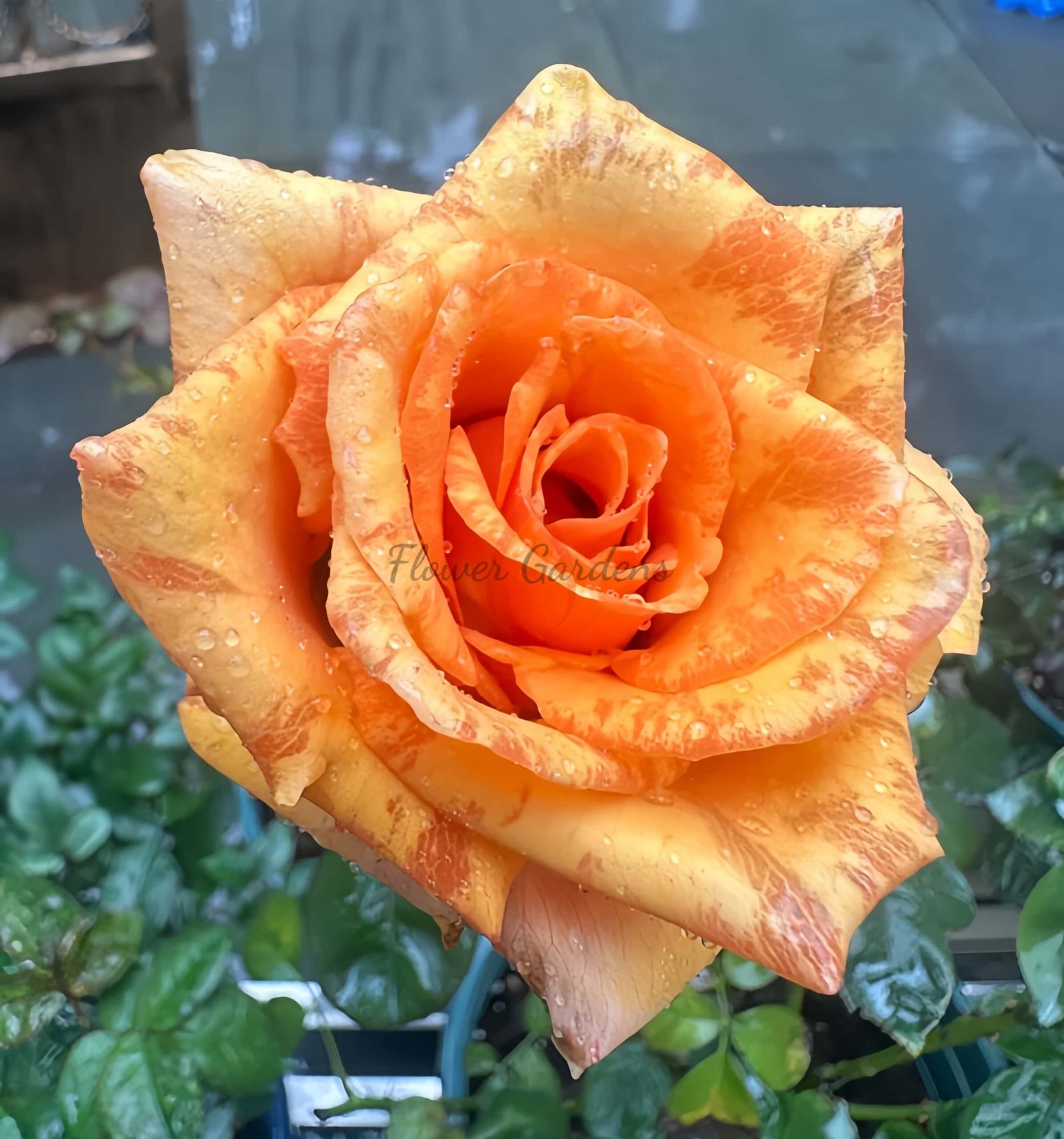 Old Timer Rose for sale丨Flower Gardens