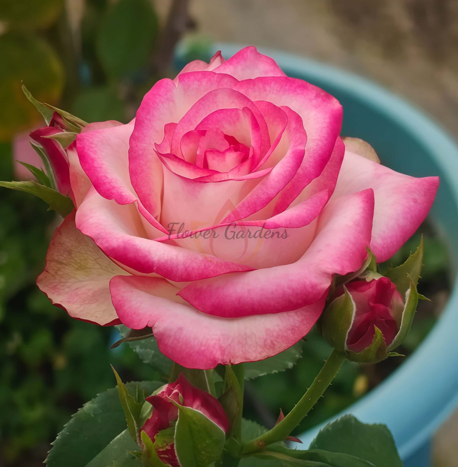 Paloma Rose丨Flower Gardens