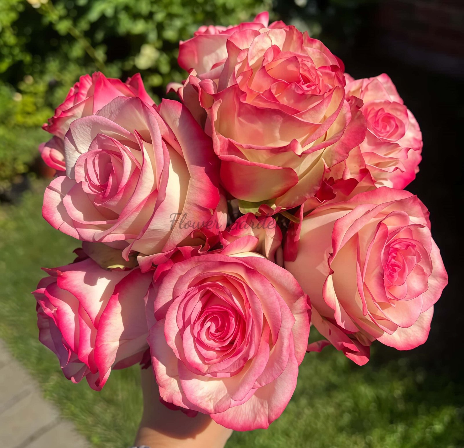 Paloma Rose for sale丨Flower Gardens