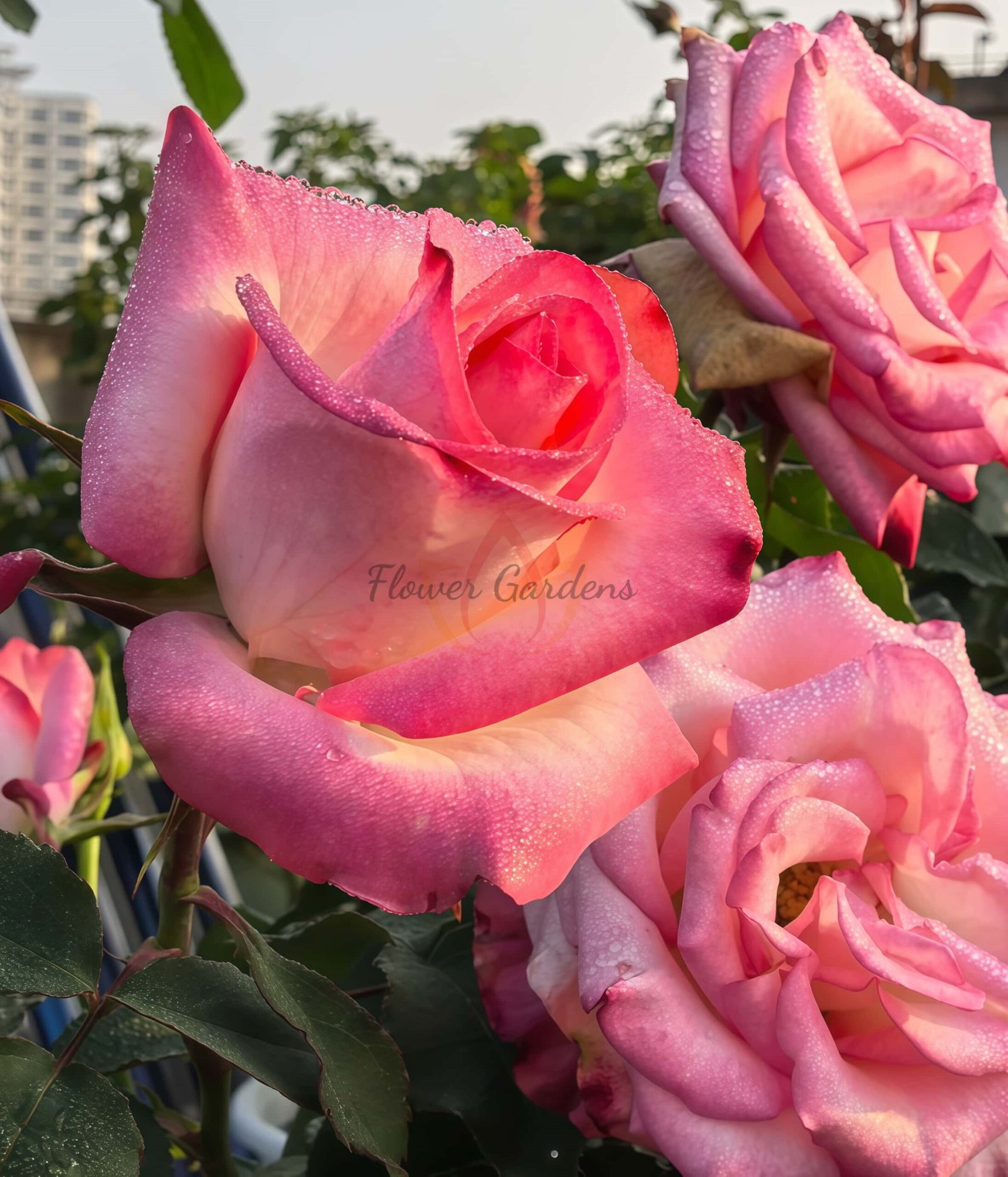 Paloma Rose丨Flower Gardens