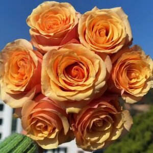 Peach Love Rose丨Flower Gardens