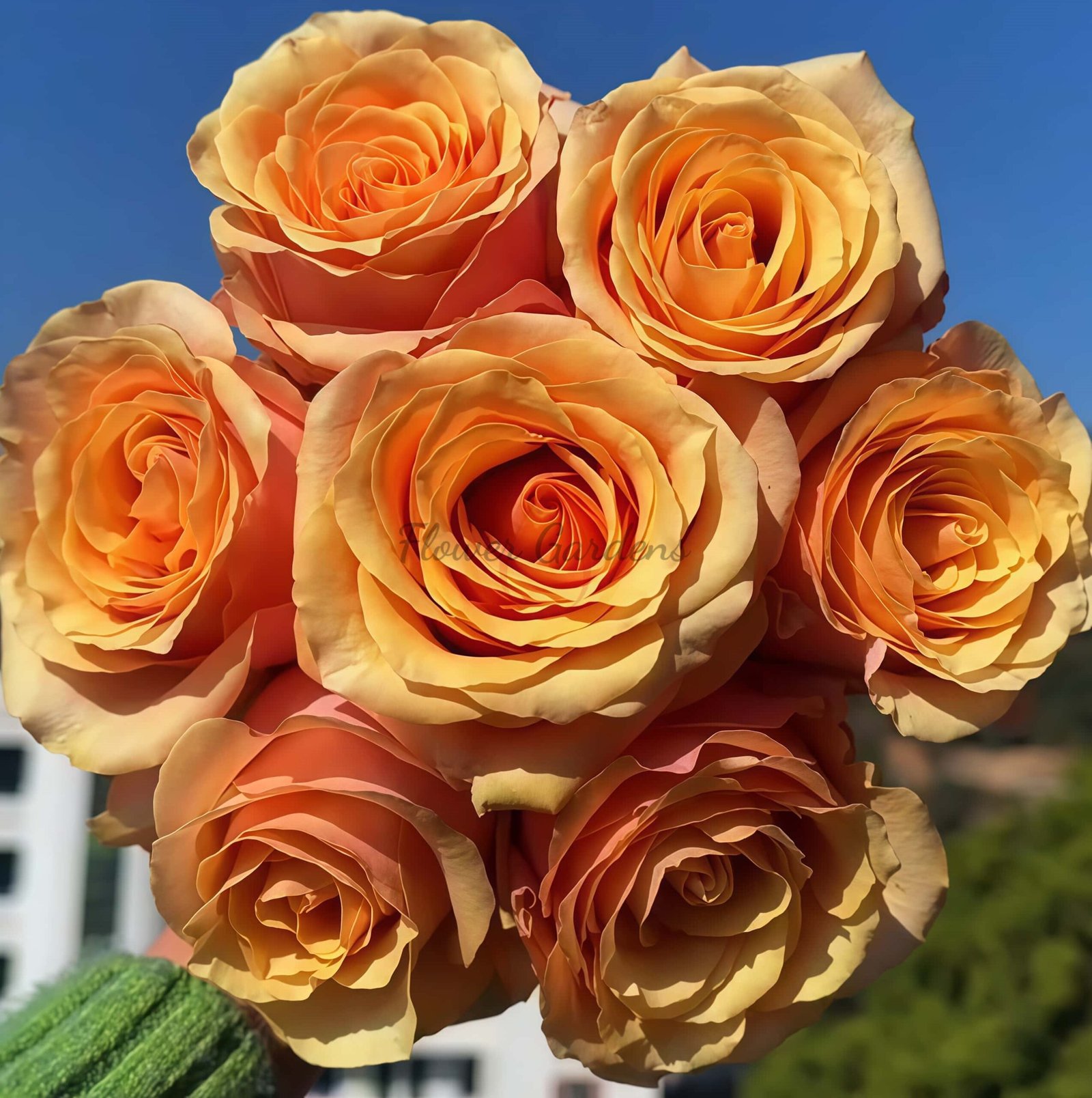 Peach Love Rose丨Flower Gardens