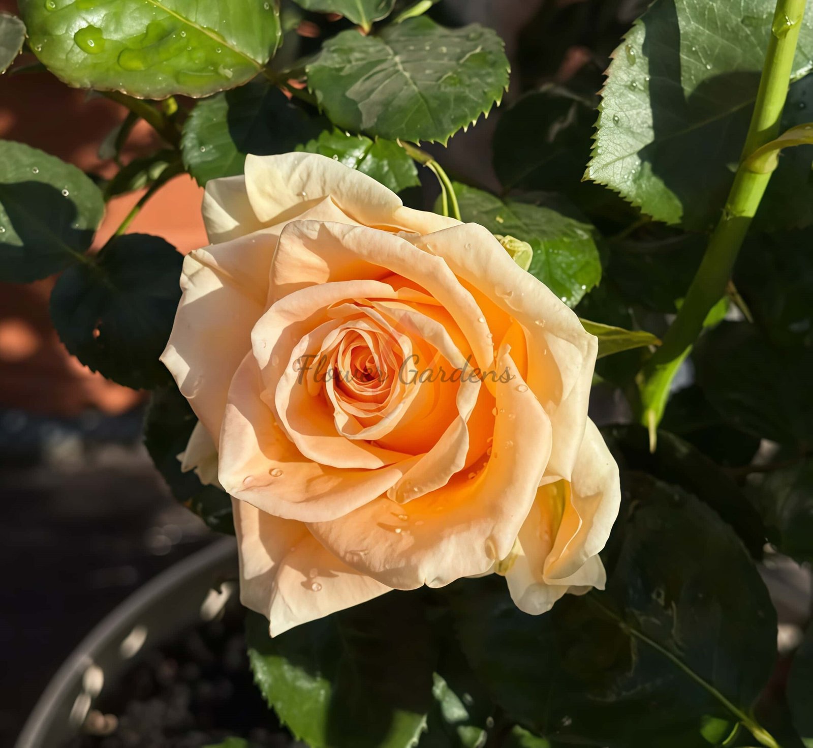 Peach Love Rose for sale丨Flower Gardens
