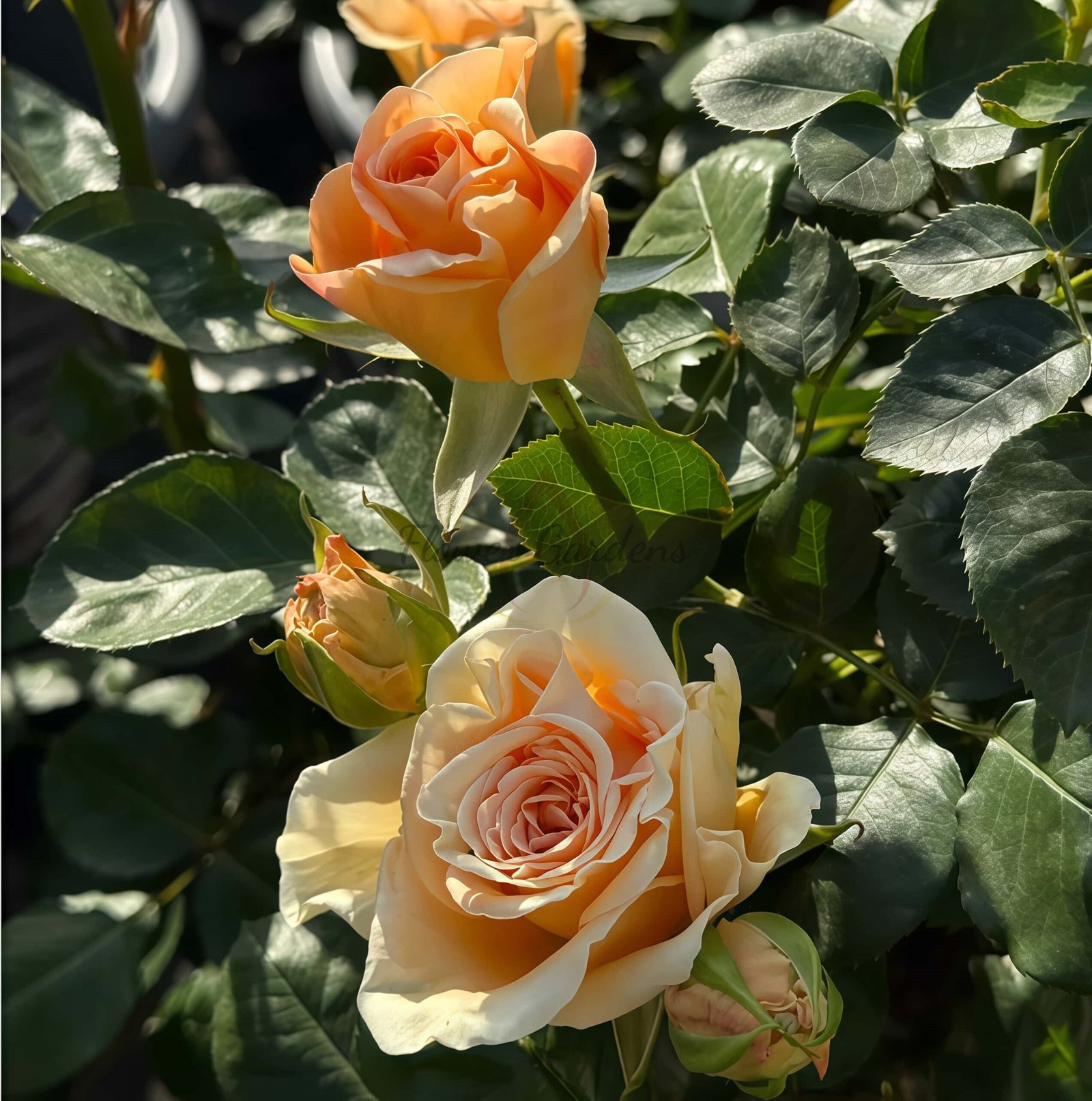 Peach Love Rose丨Flower Gardens