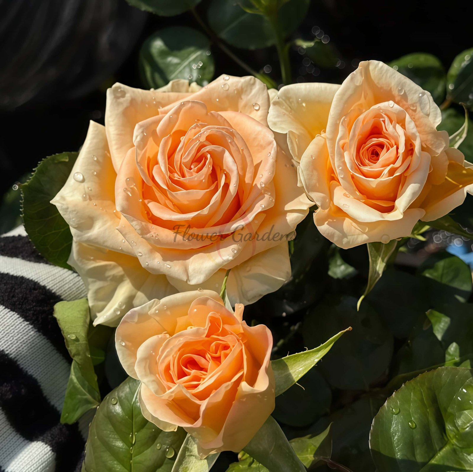 Peach Love Rose plant丨Flower Gardens