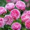 Penelope Lively Rose for sale丨Flower Gardens