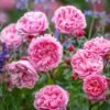 Penelope Lively Rose plant丨Flower Gardens