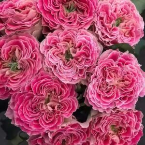 Piccadilly Circus Rose for sale丨Flower Gardens