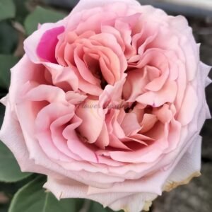 Pink Bernadette Lafont Rose丨Flower Gardens