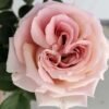 Pink Bernadette Lafont Rose for sale丨Flower Gardens
