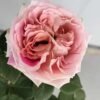 Pink Bernadette Lafont Rose plant丨Flower Gardens
