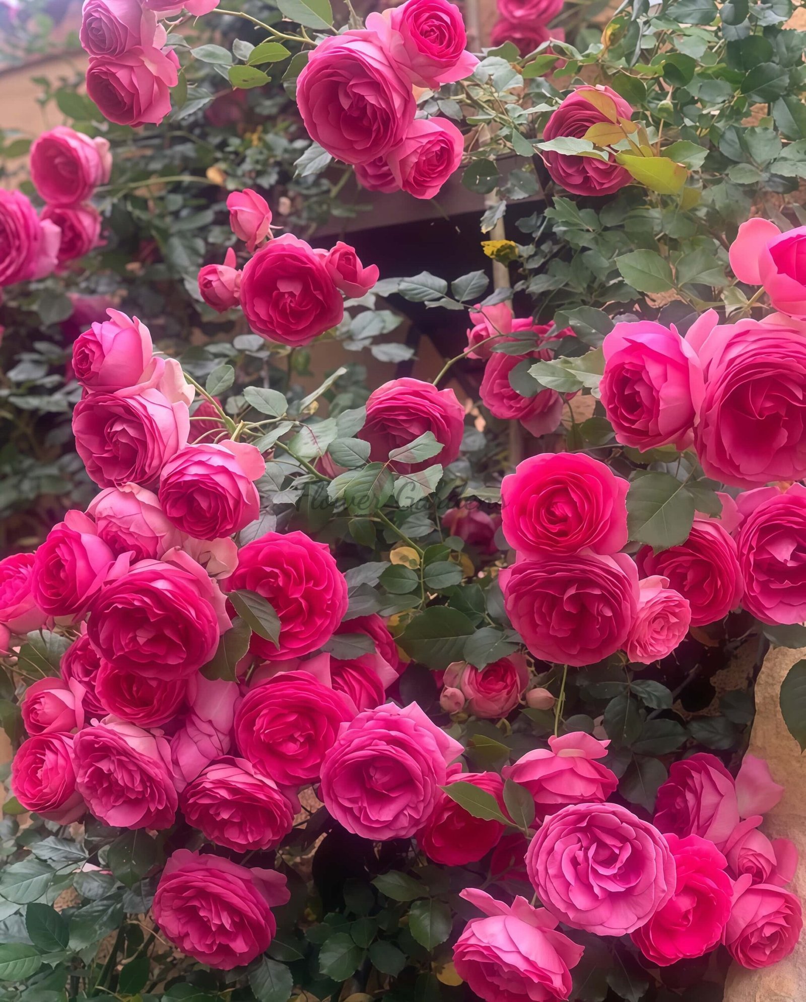 Pink Eden Rose for sale丨Flower Gardens