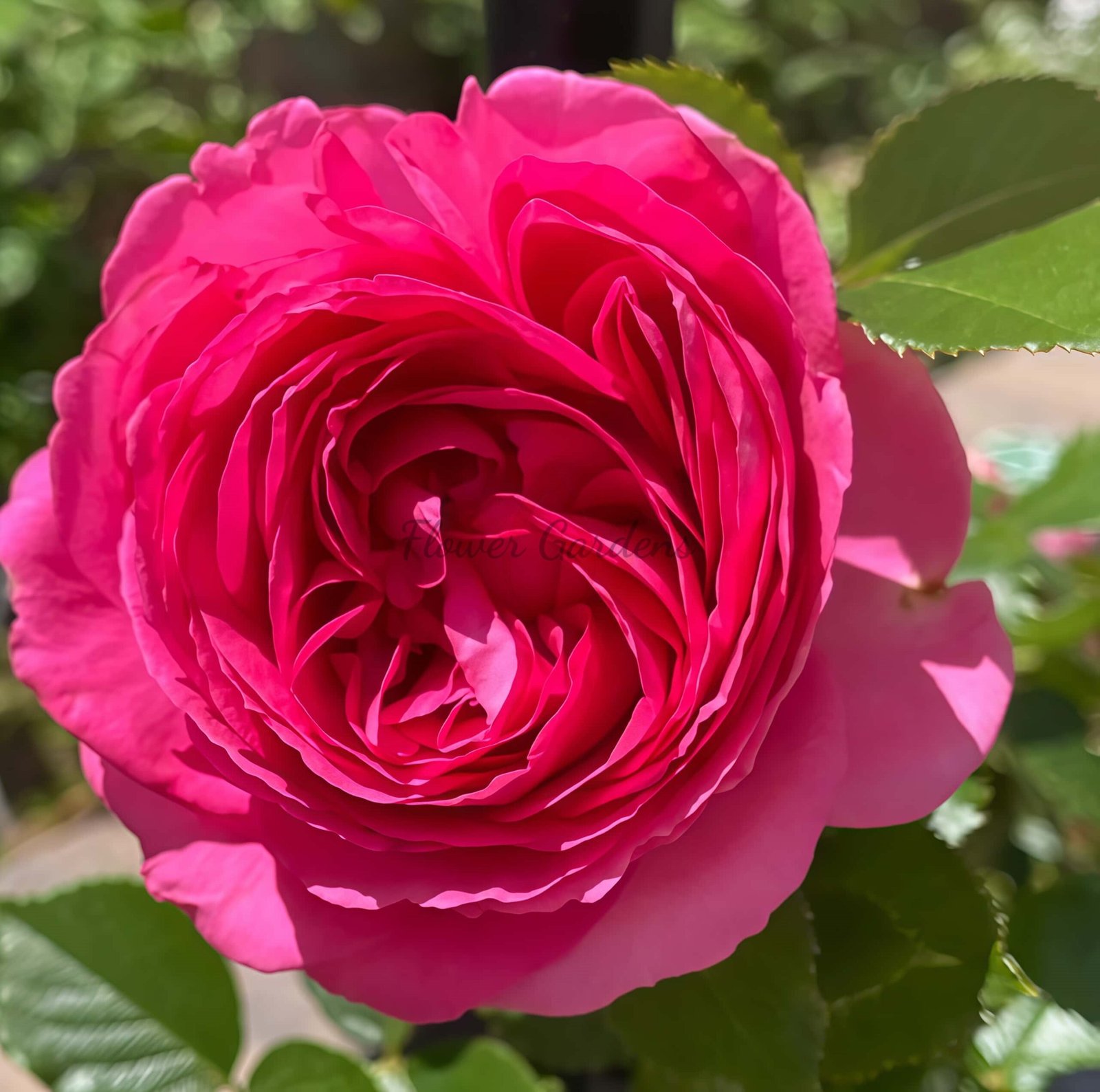 Pink Eden Rose丨Flower Gardens