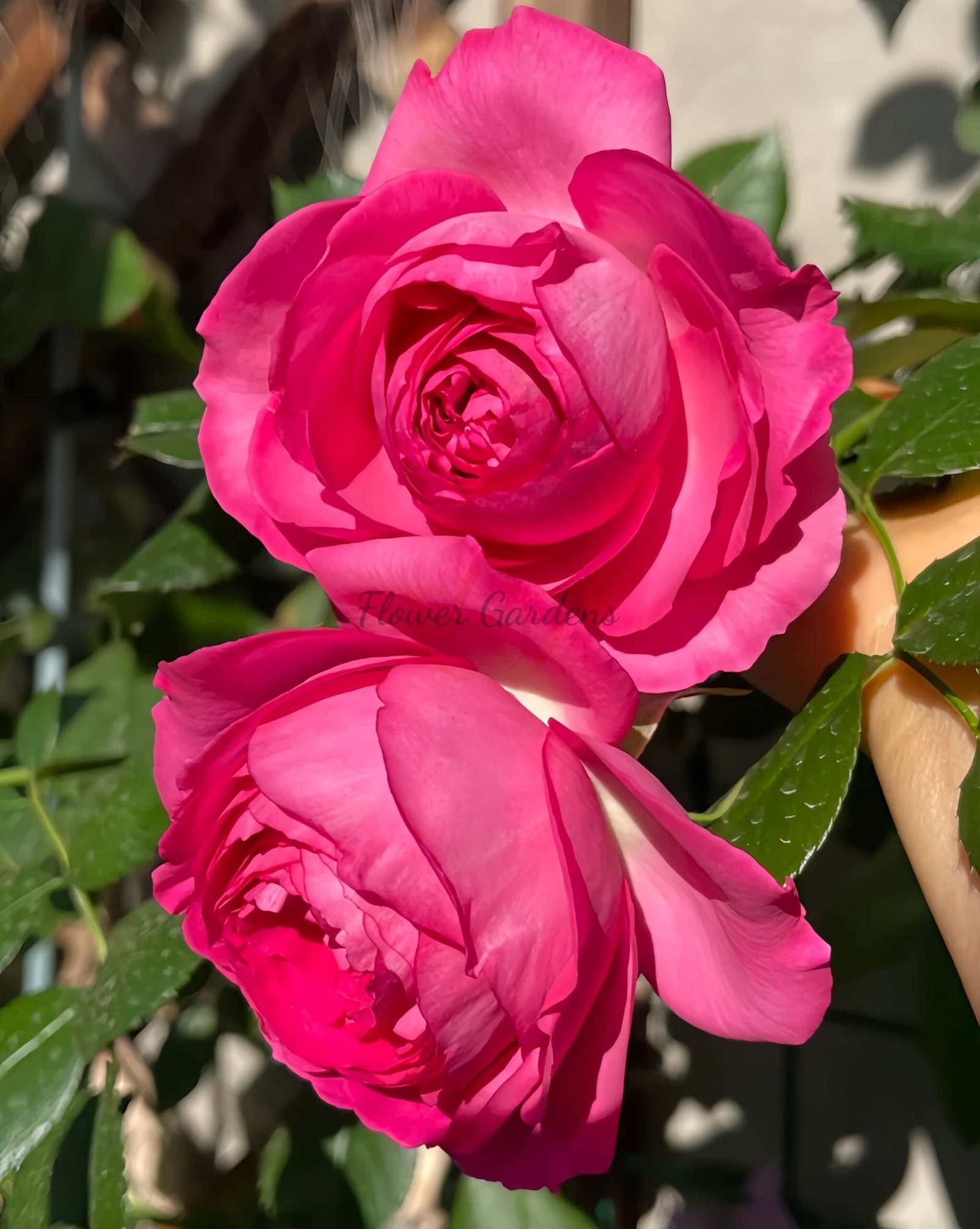 Pink Eden Rose plant丨Flower Gardens