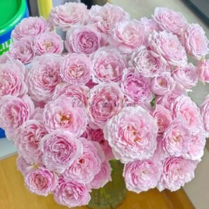 Pink Essence Rose plant丨Flower Gardens