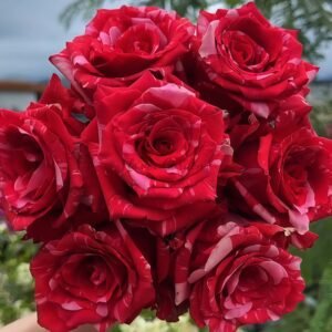 Pink Puma Rose丨Flower Gardens