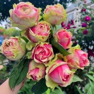 Pitahaya Rose丨Flower Gardens