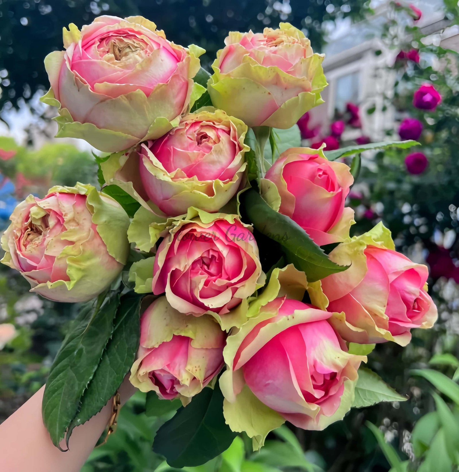 Pitahaya Rose丨Flower Gardens