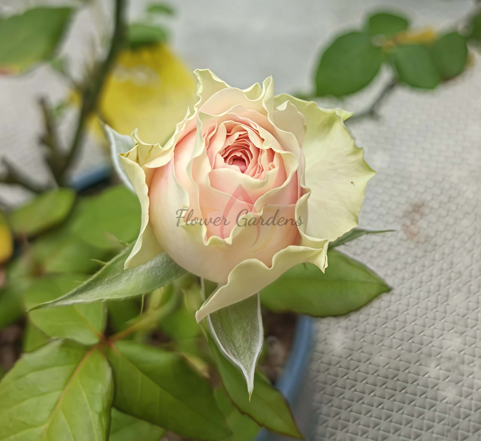 Pitahaya Rose for sale丨Flower Gardens