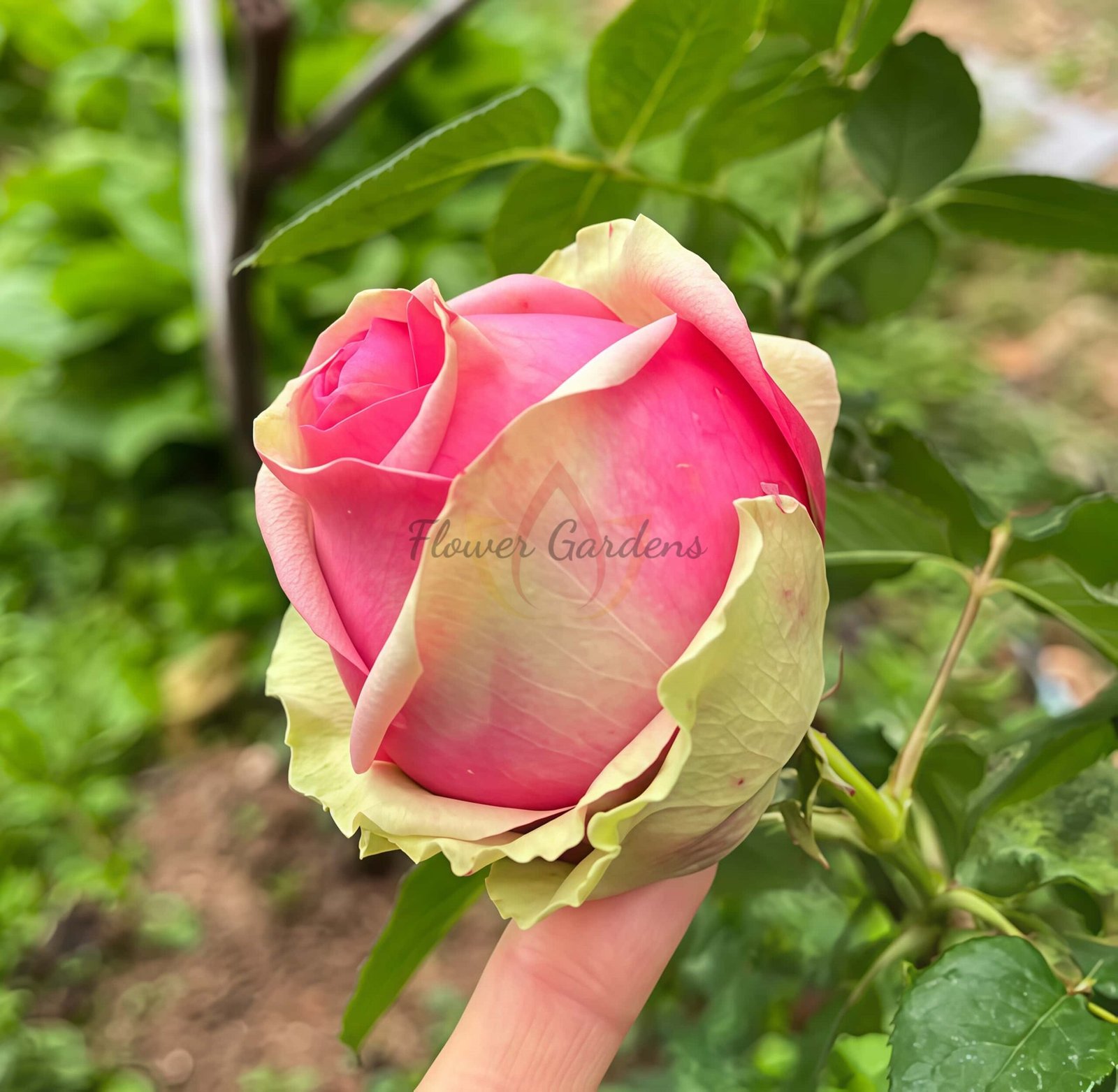 Pitahaya Rose plant丨Flower Gardens