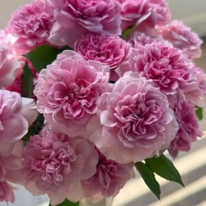 Pixie Rose for sale丨Flower Gardens