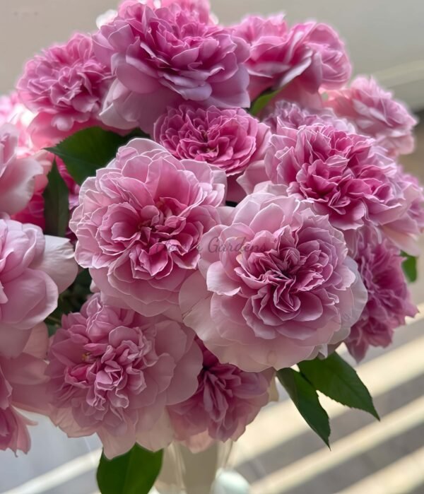 Pixie Rose for sale丨Flower Gardens