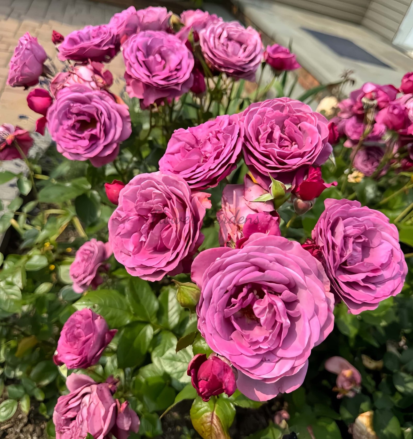 Plum Perfect Rose丨Flower Gardens