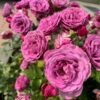 Plum Perfect Rose for sale丨Flower Gardens