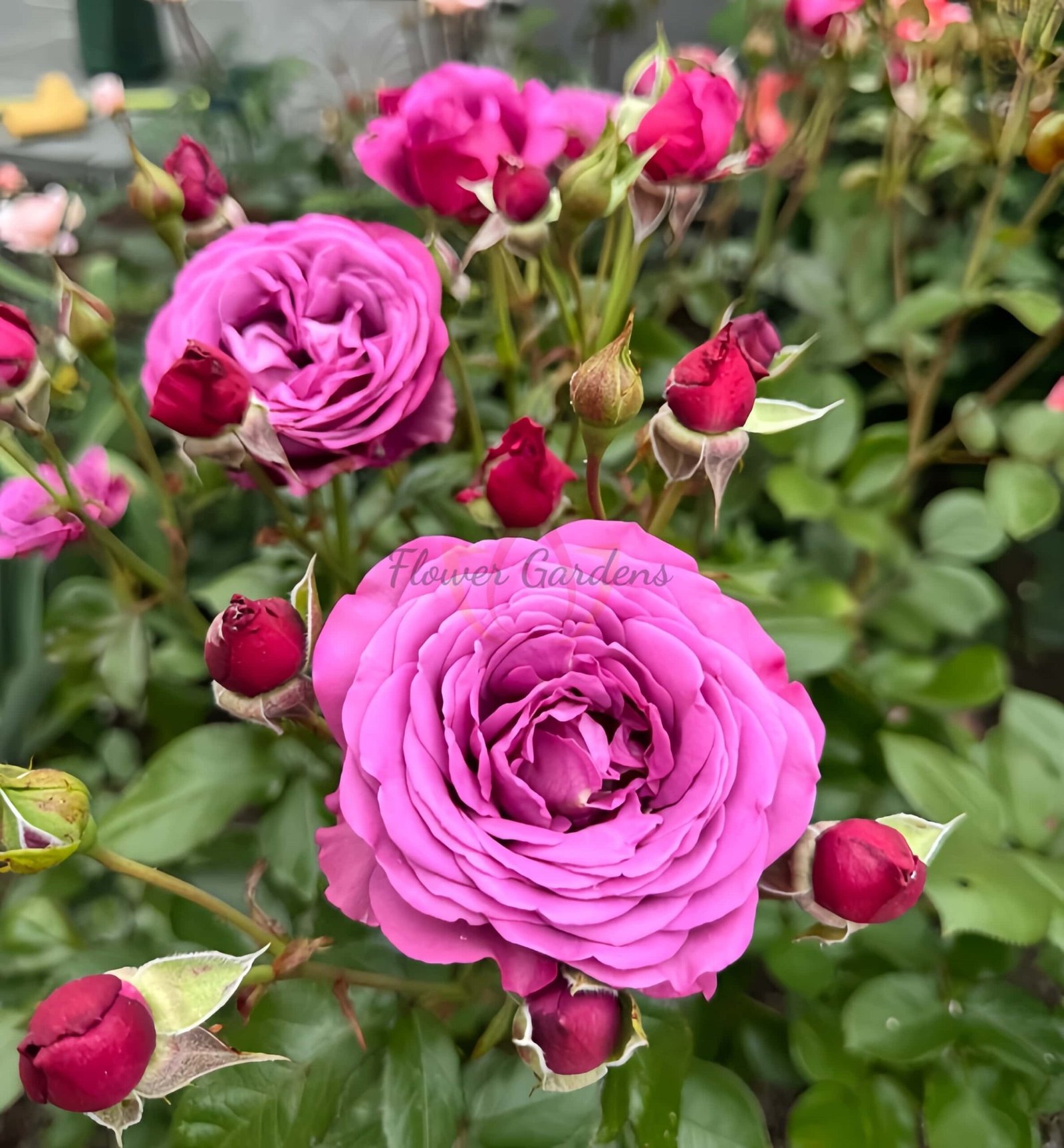 Plum Perfect Rose丨Flower Gardens