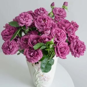 Plum Perfect Rose plant丨Flower Gardens