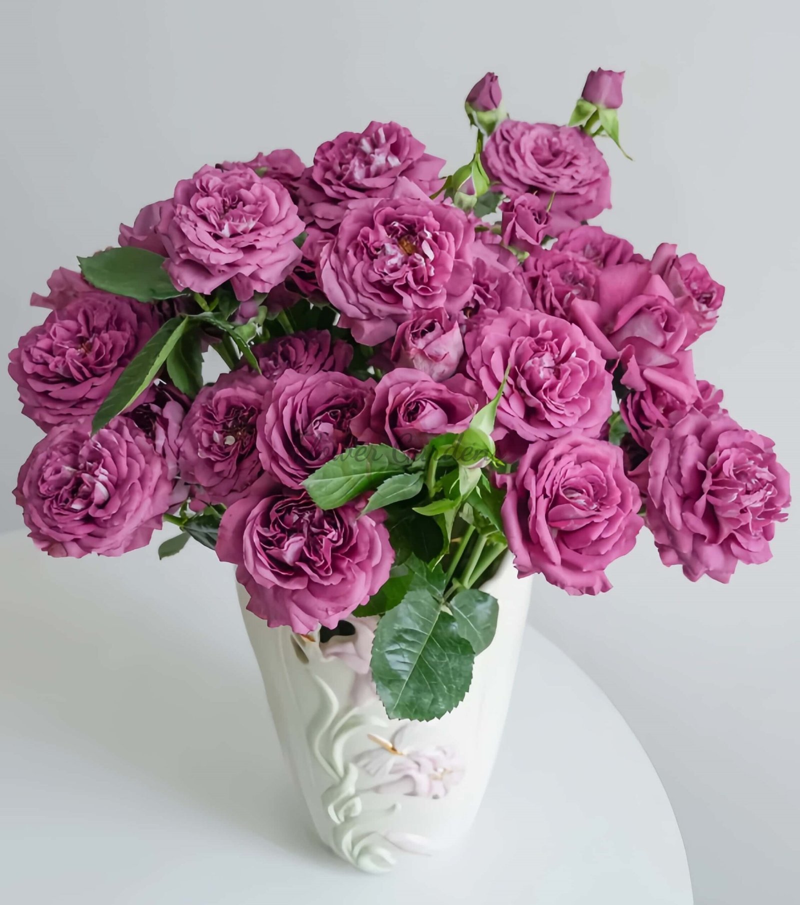 Plum Perfect Rose plant丨Flower Gardens