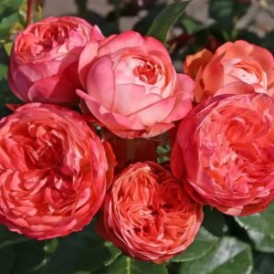 Pompeji Rose丨Flower Gardens