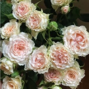 PorcelAIn Lace Rose for sale丨Flower Gardens
